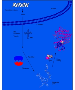 Freeware Windows Gallery free How Home Windows chemdraw free for vista